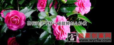 茶花叶子干枯一碰就掉怎么补救