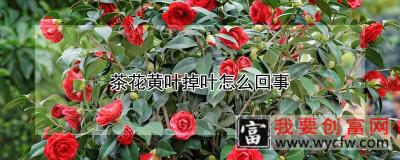 茶花黄叶掉叶怎么回事