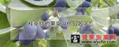 桂花结的果实叫什么名字？