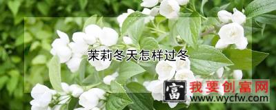 茉莉冬天怎样过冬