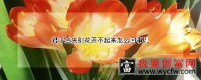 君子兰夹剑花开不起来怎么回事儿