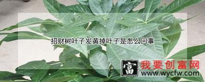 招财树叶子发黄掉叶子是怎么回事