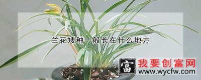 兰花矮种一般长在什么地方