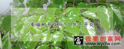 幸福树开花吗？几年一开花