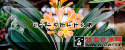 君子兰夹箭用什么肥