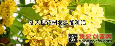 冬天桂花树怎么能种活