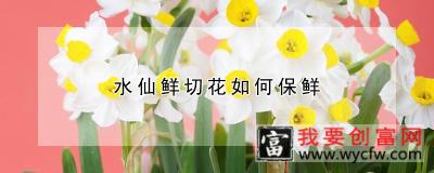 水仙鲜切花如何保鲜