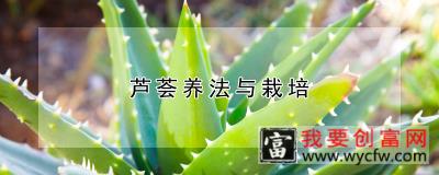 芦荟养法与栽培