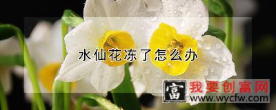 水仙花冻了怎么办