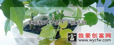 幸福树叶子全干了能活吗