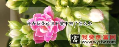 长寿花花苞没开就干枯了怎么办