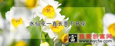 水仙花一直长高不开花