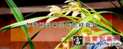 冬季刚买来兰花怎样栽盆