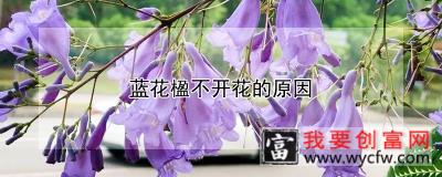 蓝花楹不开花的原因