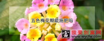 五色梅花期能施肥吗