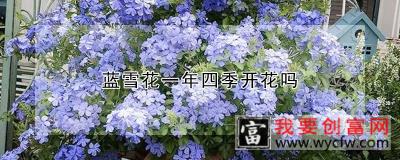 蓝雪花一年四季开花吗