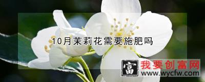 10月茉莉花需要施肥吗