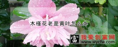 木槿花老是黄叶怎么办