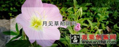 月见草耐阴吗