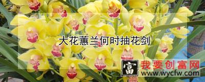 大花蕙兰何时抽花剑