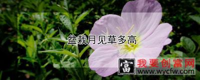 盆栽月见草多高