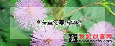 含羞草需要掐尖吗