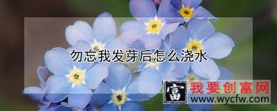 勿忘我发芽后怎么浇水