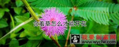 含羞草怎么才能开花