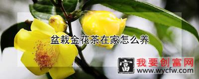 盆栽金花茶在家怎么养