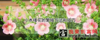 小木槿花的繁殖方法和技巧