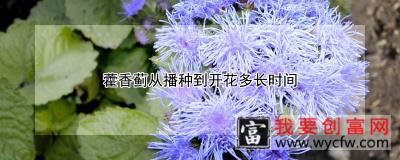 藿香蓟从播种到开花多长时间