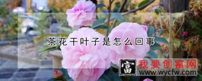 茶花干叶子是怎么回事