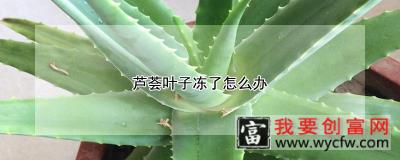 芦荟叶子冻了怎么办