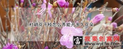 杜鹃花干枝怎么养能开多久花朵