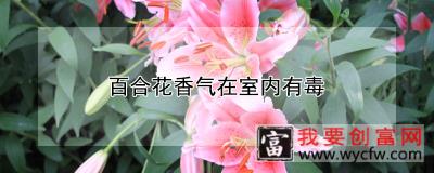 百合花香气在室内有毒