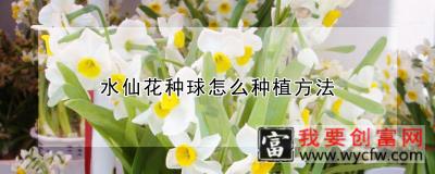 水仙花种球怎么<a href=https://www.wycfw.com/e/tags/?tagid=232 target=_blank class=infotextkey>种植方法</a>