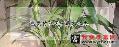 富贵竹冬天干瘪怎么办