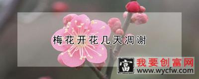 梅花开花几天凋谢