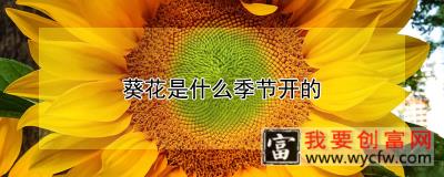 葵花是什么季节开的