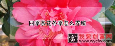 四季茶花冬季怎么养殖