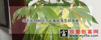 冬天发财树叶子发黄脱落怎样挽救