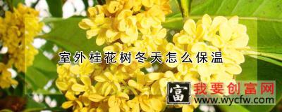 室外桂花树冬天怎么保温