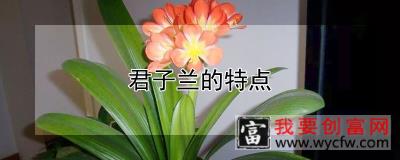 君子兰的特点