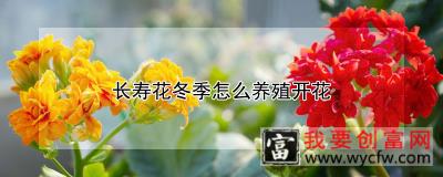 长寿花冬季怎么养殖开花