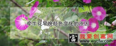 牵牛花早晚颜色变化的原因