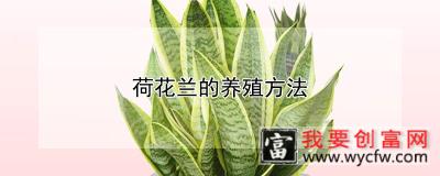 荷花兰的养殖方法