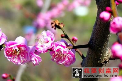 广州梅花什么时候开花