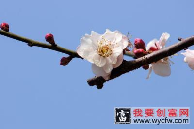 广州梅花什么时候开花