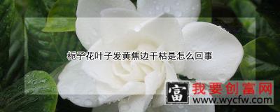 栀子花叶子发黄焦边干枯是怎么回事