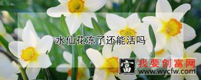 水仙花冻了还能活吗